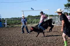 Rodeo steer princess