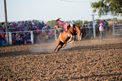 Rodeo bareback