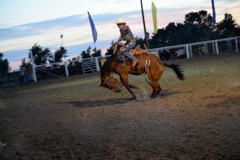  Rodeo saddle bronc