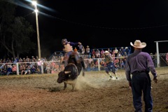 Rodeo bull