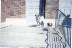 These were the dogs that were waiting outside the church at the funeral.