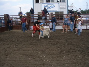 sheep