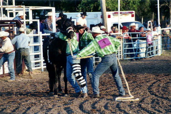 Three man team for the wild horse race