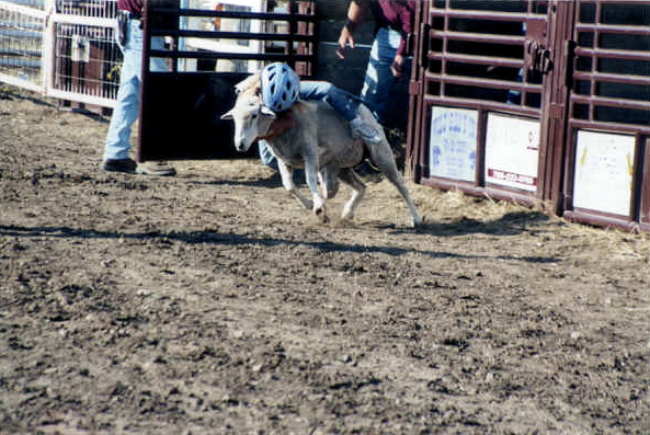 Those under 8 enjoy mutton busting