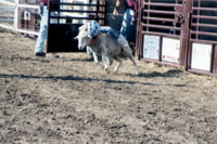 Those under 8 enjoy mutton busting